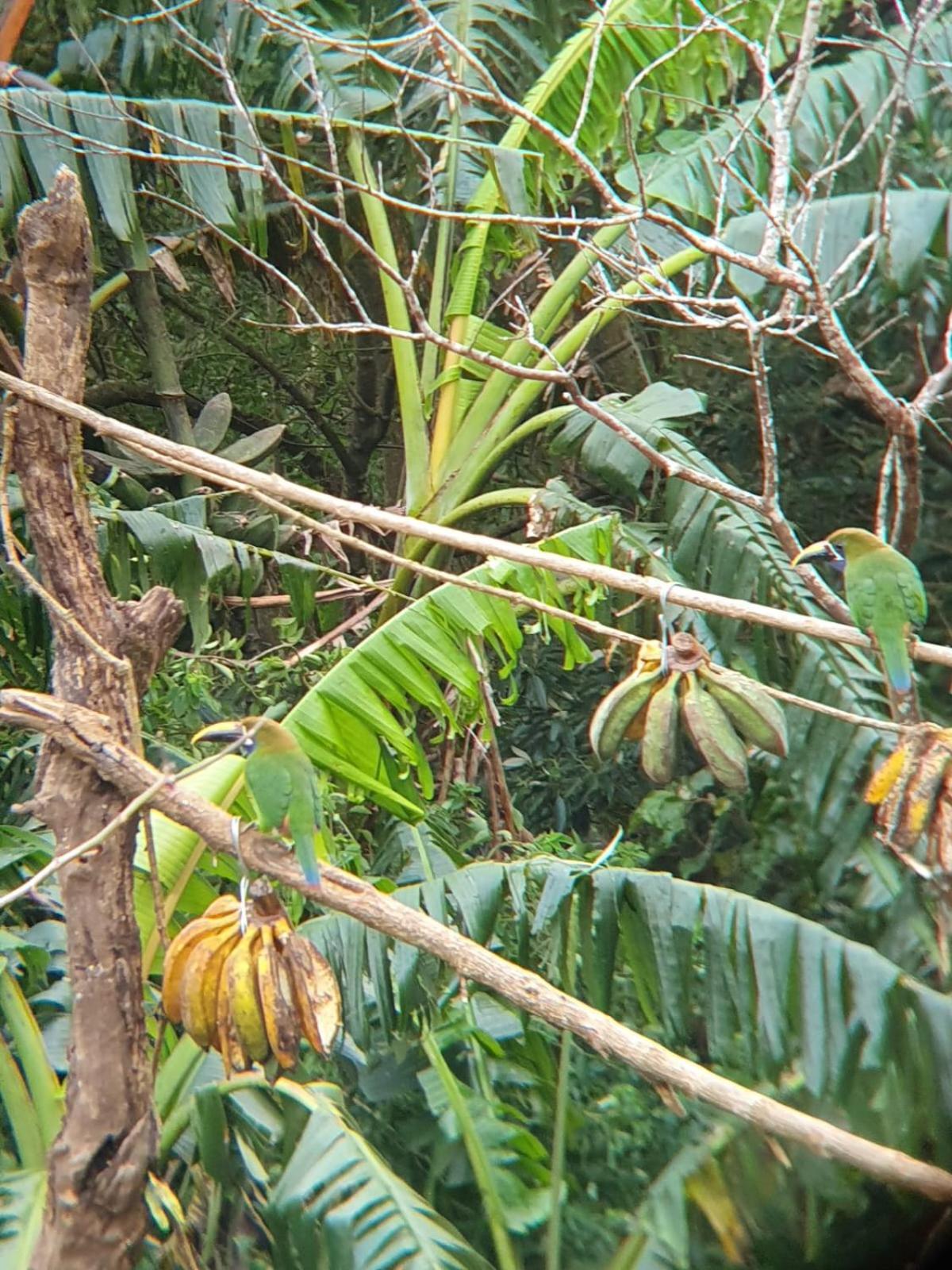 El Chaguite Monteverde Extérieur photo