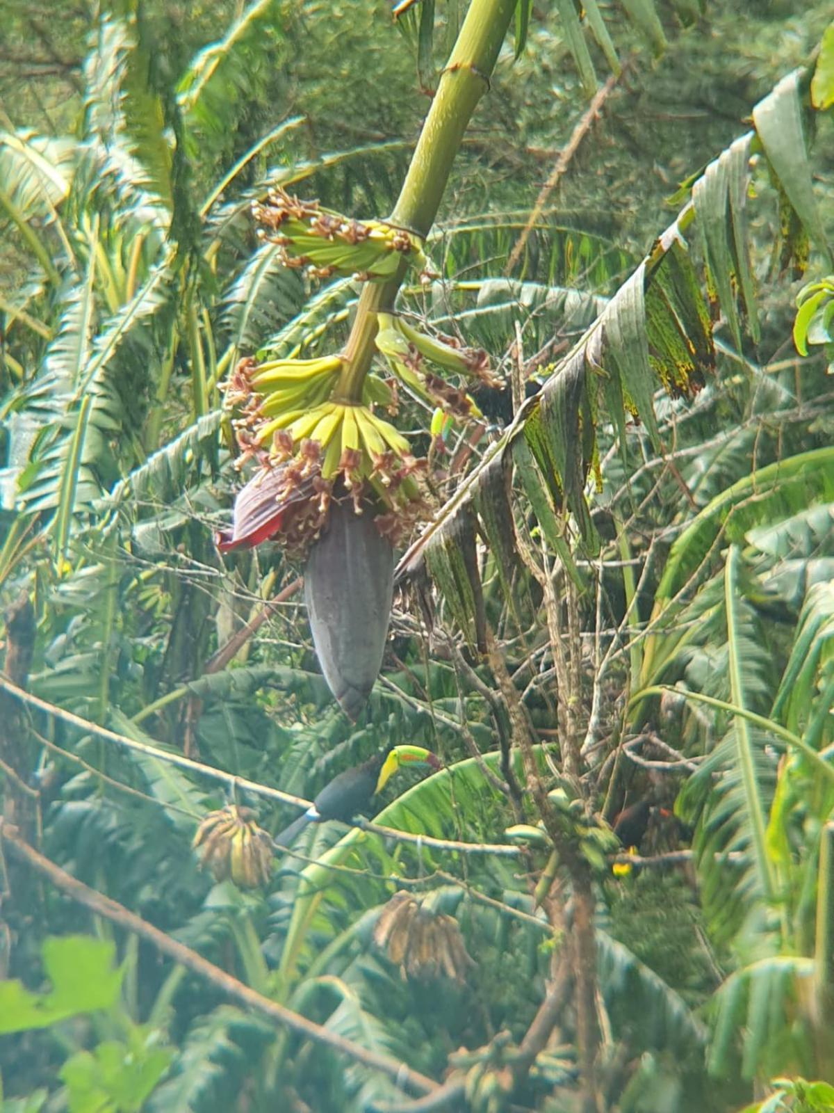 El Chaguite Monteverde Extérieur photo